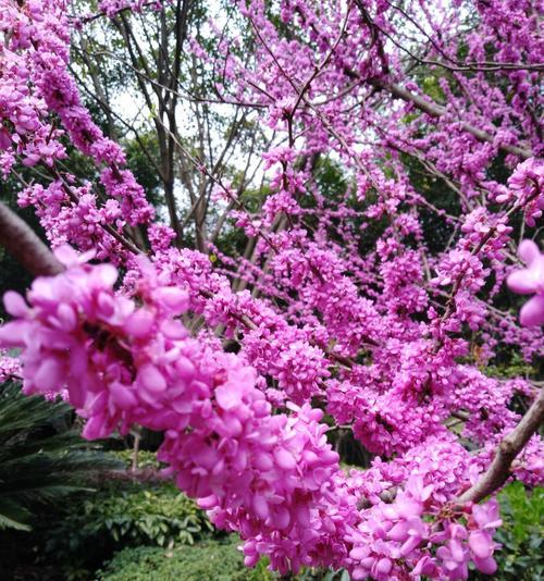 紫荆花的花语与传说（花开如锦）