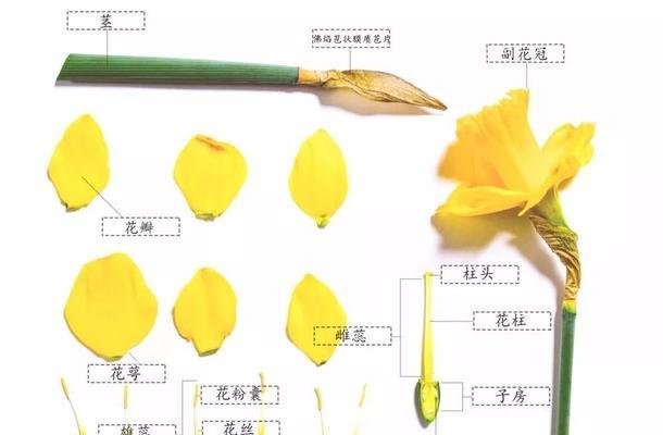 如何正确保存水仙种球（学会正确的保存方法）