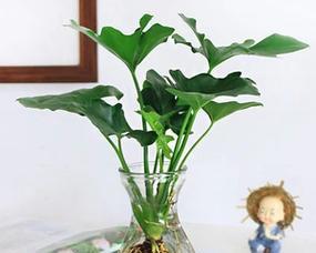 水养植物指南（以水养植物）