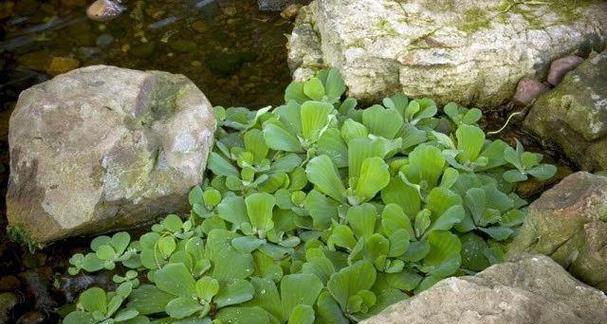 水中植物的养护与管理（了解水中植物的分类和特点）