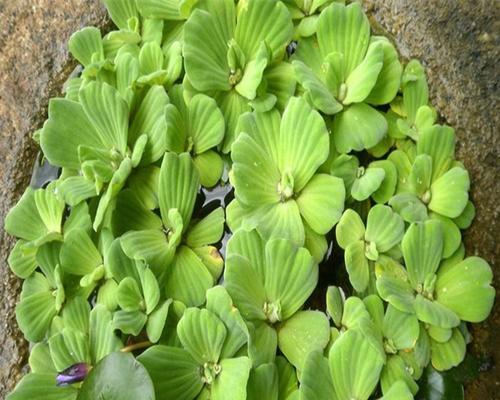 水芙蓉的养殖方法和注意事项（如何打造美丽水芙蓉池）