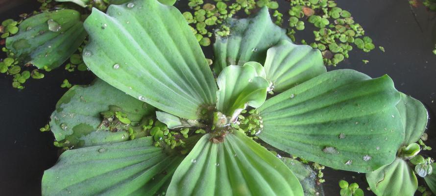 水芙蓉的养殖方法和注意事项（如何打造美丽水芙蓉池）