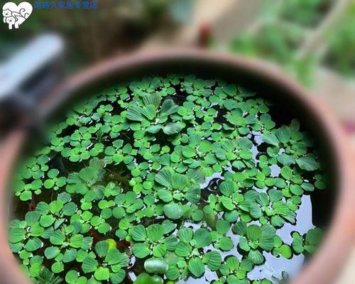 水芙蓉家里养吉利吗（了解吉利的毒性）