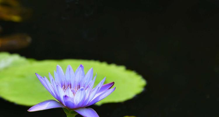 春天的睡莲花开奇观（探秘春季睡莲开花的奥秘）