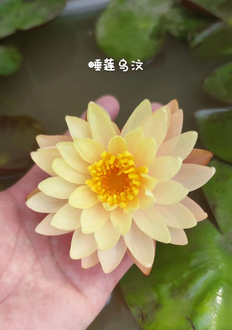 睡莲的象征意义（花卉中的清新代表）