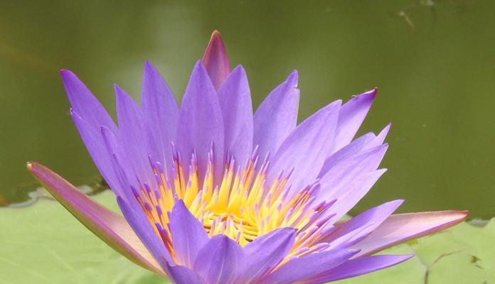 睡莲开花的时节与特点（探寻睡莲开花的奥秘）