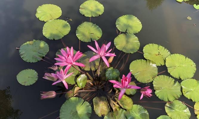 赏花必备，掌握睡莲开花季节（花期长达半年）