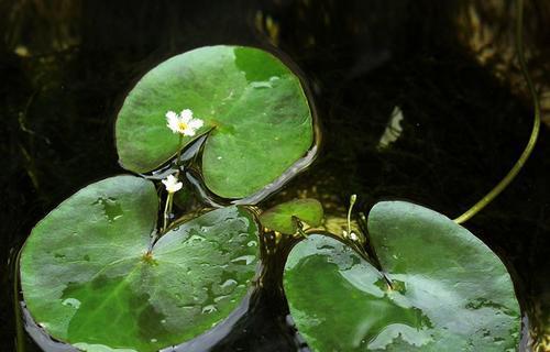 一种水生植物的美丽与神秘（一种水生植物的美丽与神秘）