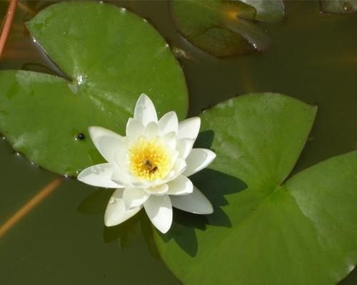 揭秘睡莲——单子叶植物之王（探究睡莲的生物学特征与分类演变）