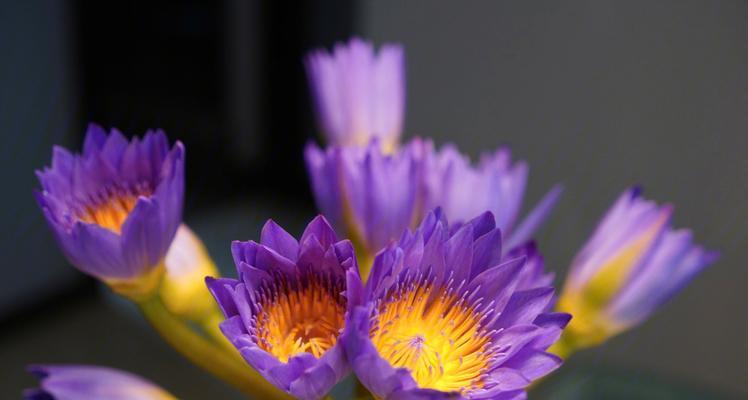 如何让睡莲醒花（鲜切睡莲醒花的方法与步骤）