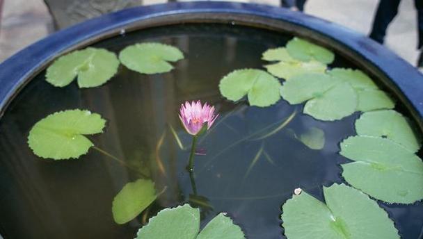 打造清新园林，种植睡莲（睡莲的种植时间和方法详解）