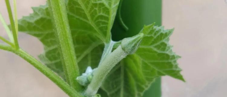 如何种植出丰硕的丝瓜果实（掌握丝瓜的开花结果时间及栽培技巧）