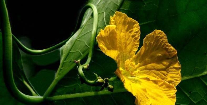 丝瓜花开放时间及花期介绍（清晨最佳观赏）