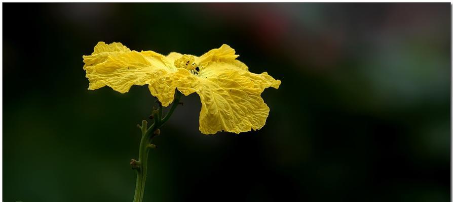 丝瓜花的颜色及特点（揭秘丝瓜花的神秘面纱）