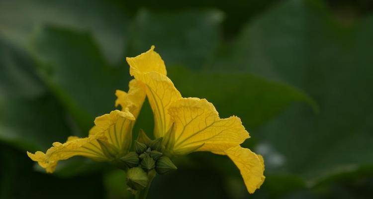 丝瓜开花时间及相关注意事项（了解丝瓜花期）