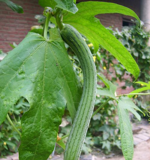 如何科学种植丝瓜（丝瓜种植时间与生长周期详解）