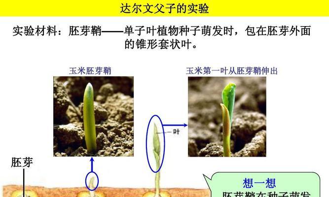 如何快速催芽丝瓜种子（简单易行的催芽方法让你快速拥有美味丝瓜）