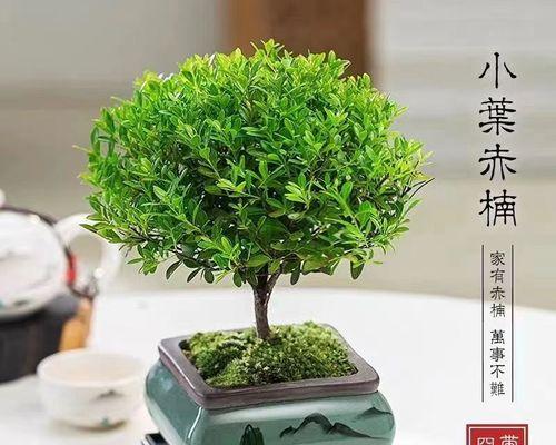 四季常青的植物大全——探秘这些美丽的常青植物