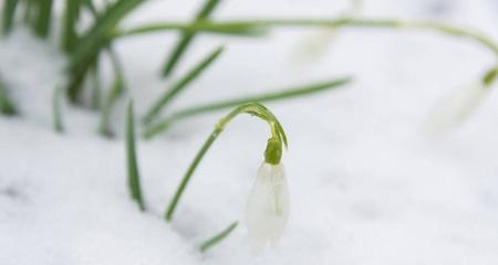 白色花代表什么意思？——解读白色花的神秘