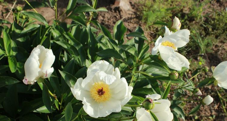 如何正确分盆白芍花（时间）