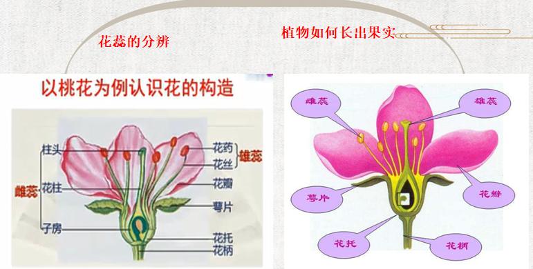 如何正确分盆白芍花（时间）