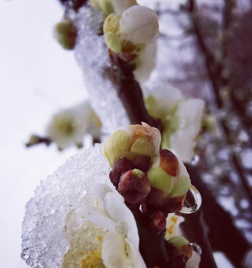 冬天的梅花，寒中见美（冰雪中绽放的坚韧与希望）