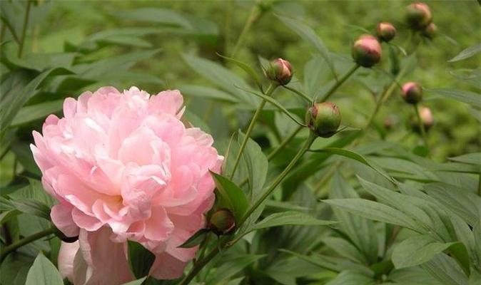 白芍种植时间及生长周期分析（了解白芍的种植时间和生长周期）