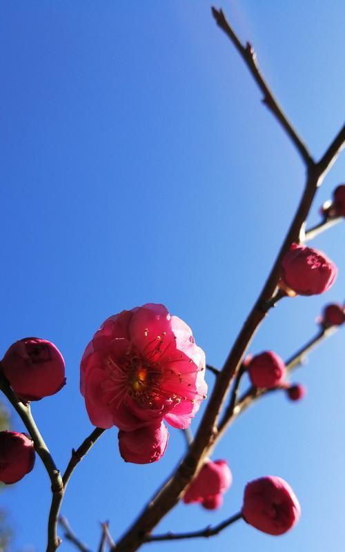 冬日梅花的寓意与象征（冬天的梅花如何传递希望与坚强）