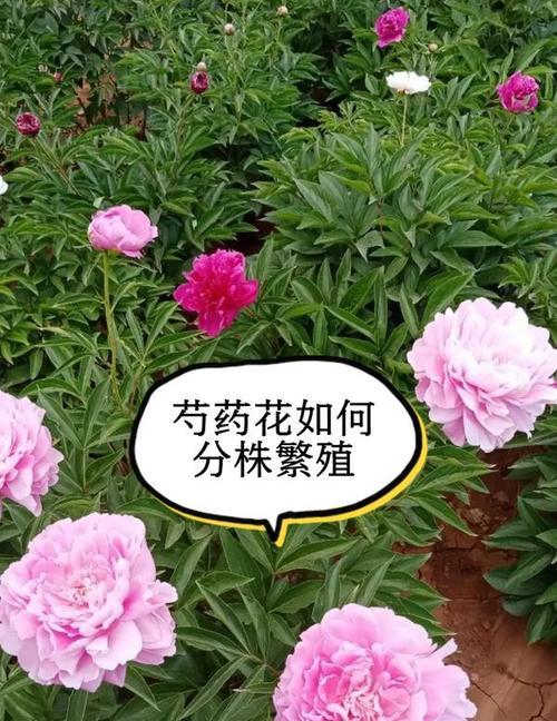 白芍种植条件与气候要求（为您详解白芍生长的必要条件与适宜环境）