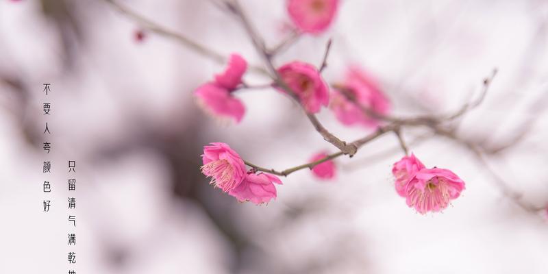 冬日梅花，孤芳吐艳（冬天梅花的特点及美丽之处）