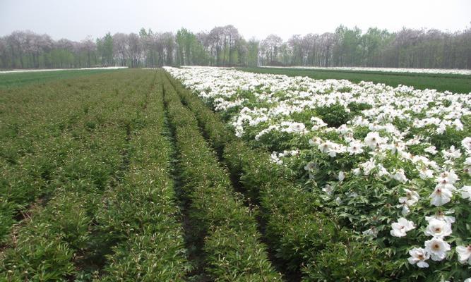 白芍种子最佳种植时间（选择适宜的时间）