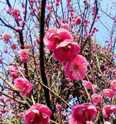 冬天梅花的魅力与特点（冬天梅花的美丽追逐者——坚韧不拔的生命力）