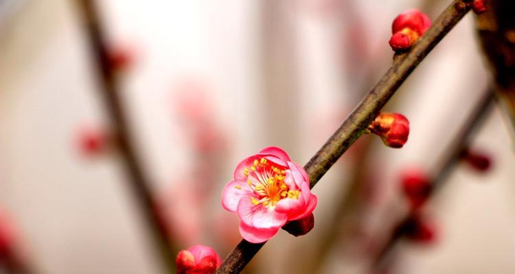 冬天梅花的魅力与特点（冬天梅花的美丽追逐者——坚韧不拔的生命力）