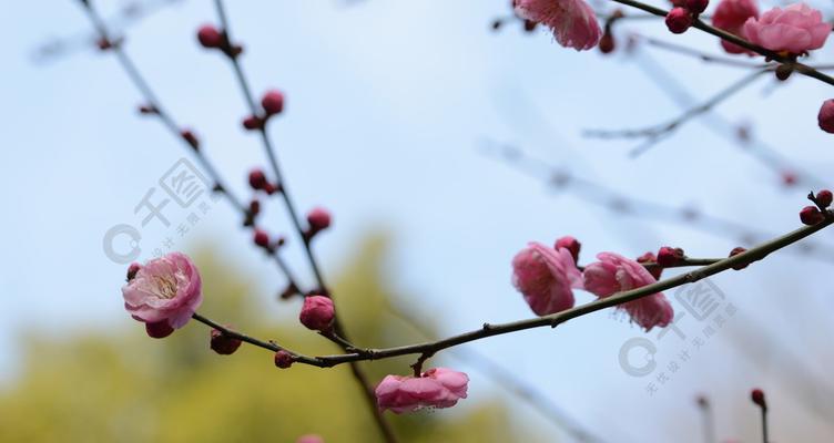 冬天梅花的鲜艳与坚韧（寒冬中绽放的美丽与力量）