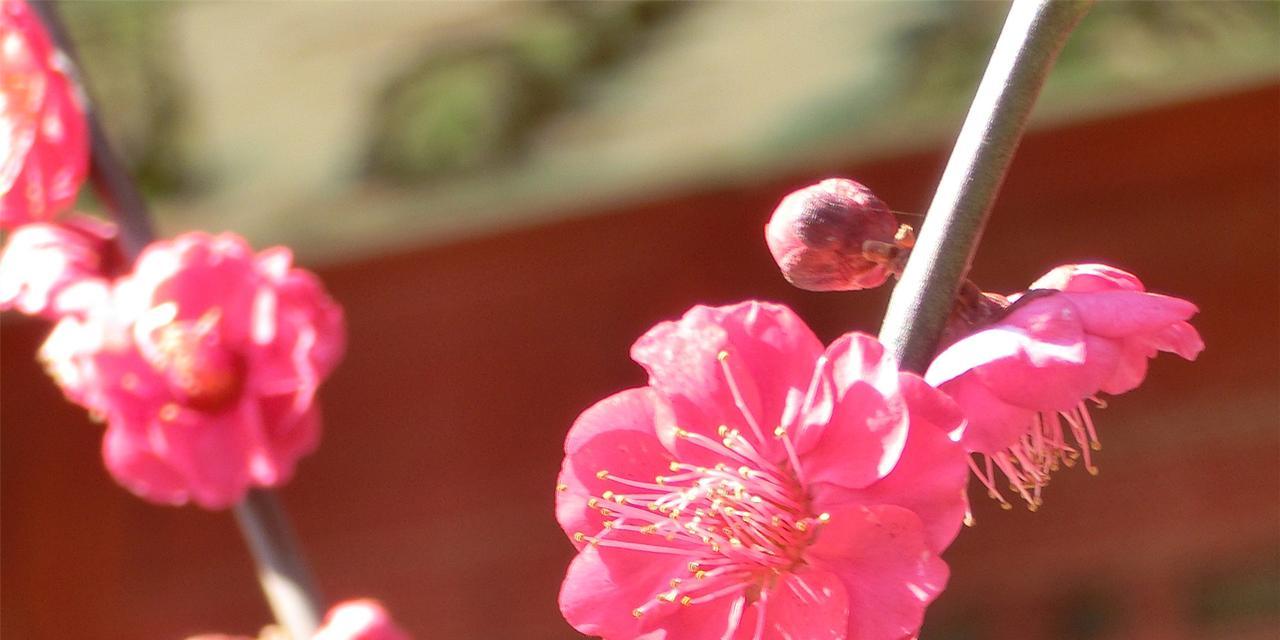 冬日梅花的傲然芬芳（寒冬中的独特美丽）