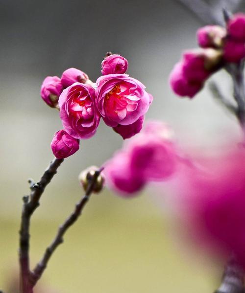 冬日梅花的傲然芬芳（寒冬中的独特美丽）