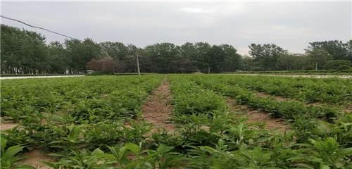 白术种植技巧与注意事项（掌握适宜的种植月份）