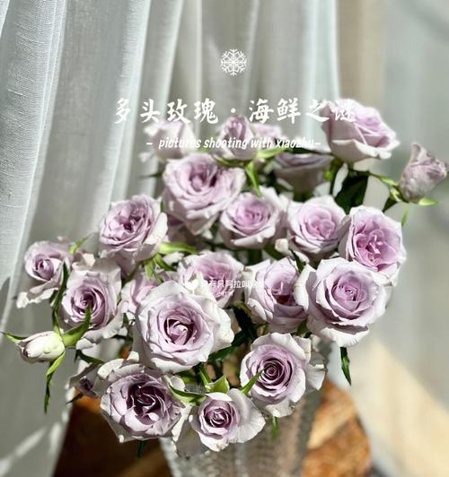 多头玫瑰九星蓝狐花语（用花语传递爱意）