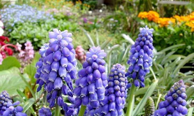 粉风信子花语解读（探寻粉风信子的隐含意义）