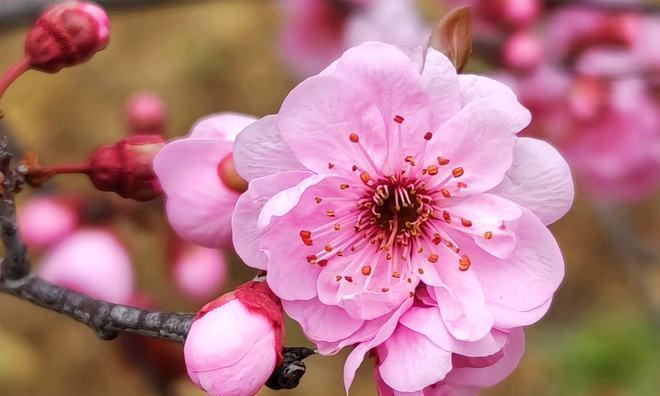 粉色梅花的花语与意义（探索粉色梅花的神秘之美）