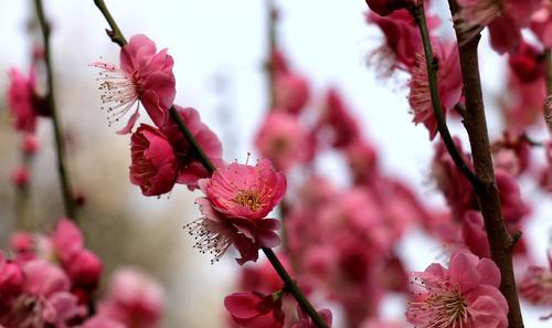 粉色梅花的花语与意义（探索粉色梅花的神秘之美）