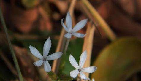 白雪花的种植与养殖要点