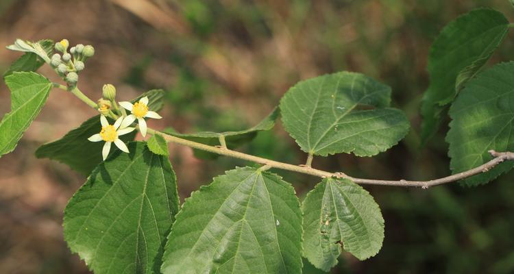 白杨是一种木本植物（了解白杨的特点和生长习性）