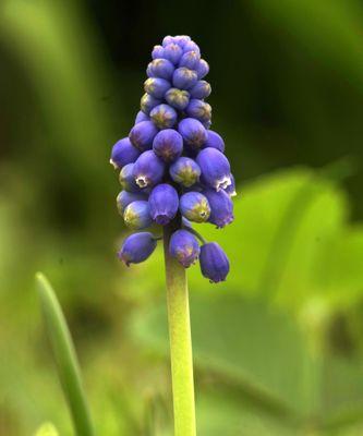 风信子花语（以风信子的颜色为媒介）