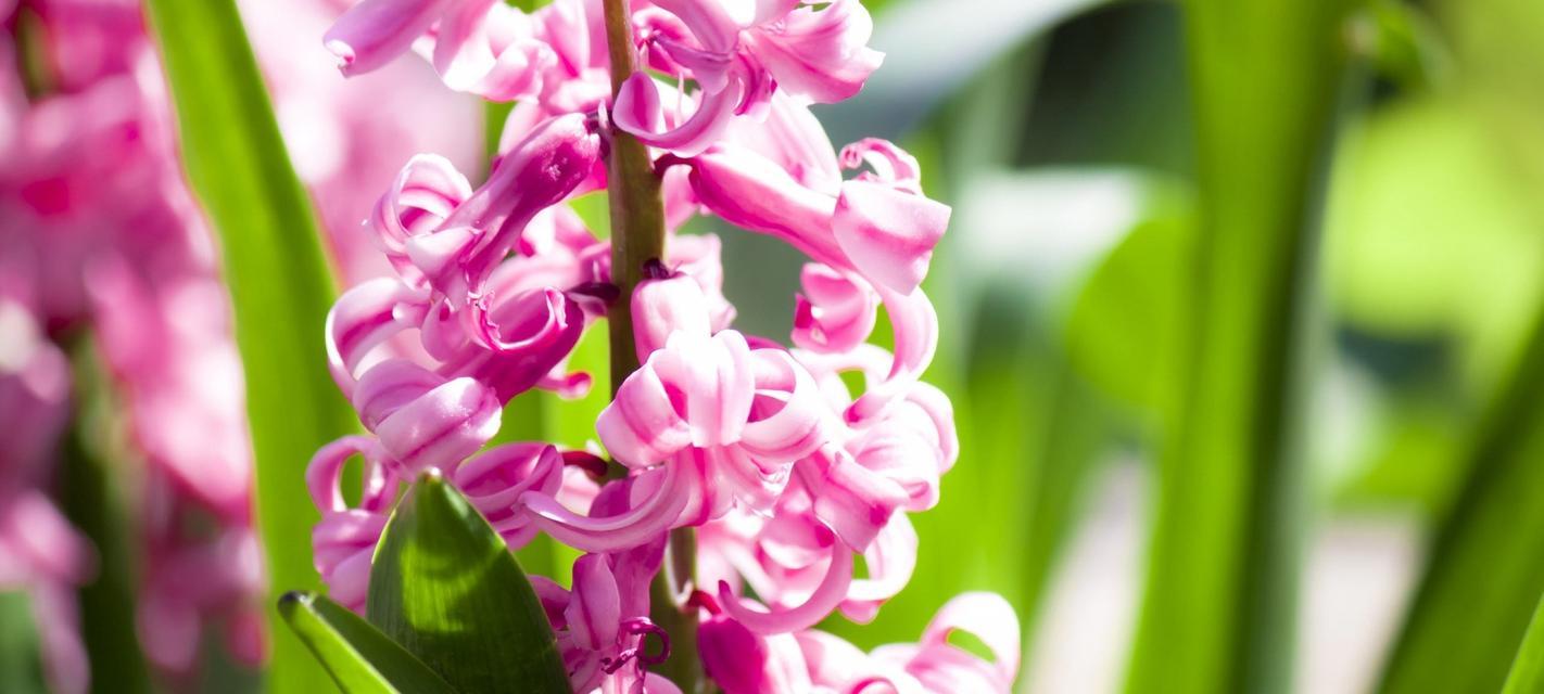 花开花谢，情意绵绵——解读风信子鲜花的花语之美（风信子花语中的柔情脉脉与浪漫爱意）