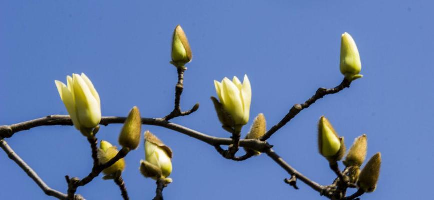 白玉兰的花期是什么时候（了解白玉兰的生长环境和特点）