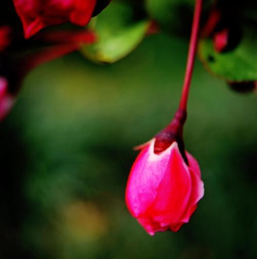 格里海棠海棠花的意义——美丽与希望的象征（探寻格里海棠海棠花的深层内涵）