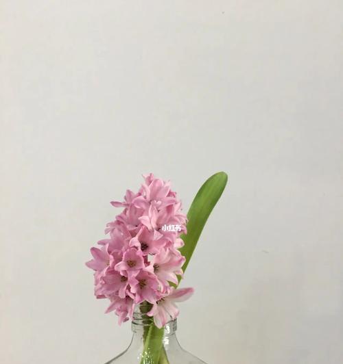 花语之美（探寻风信子花语）