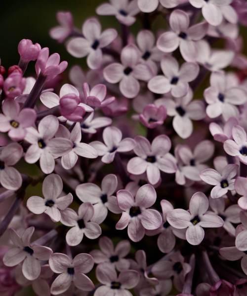 丁香花语，传递爱与美（馥郁芳香中的寓意与祝福）