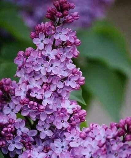 丁香花语，传递爱与美（馥郁芳香中的寓意与祝福）